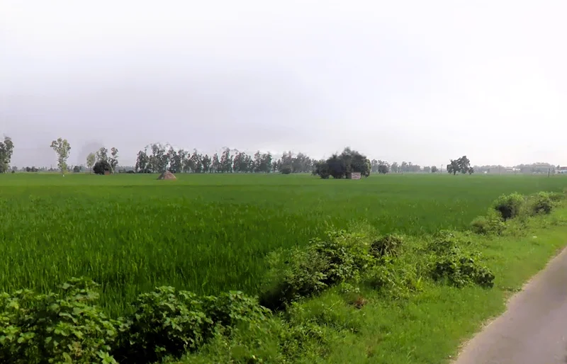 Tohana, Haryana 125120, India preview 3