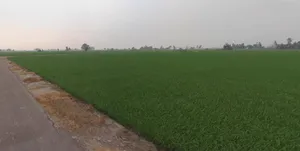 Bangla, West Bengal 722136, India preview 2
