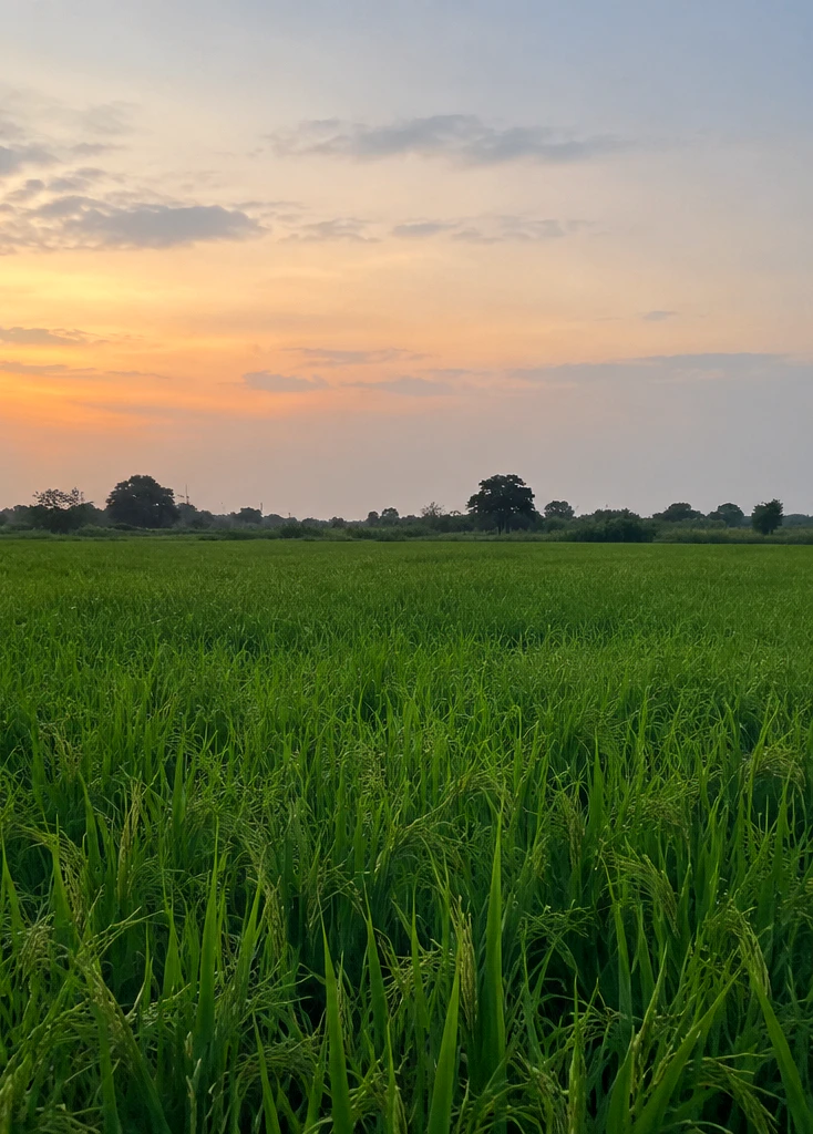 Jansath, Muzaffarnagar, Uttar Pradesh 251314, India