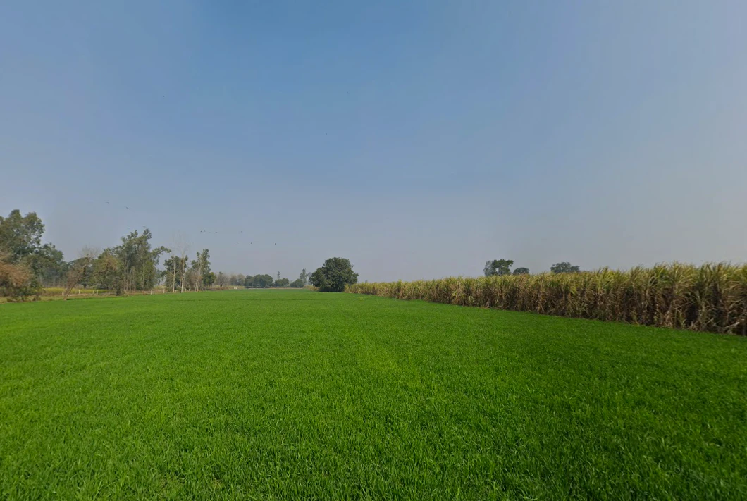 Baghonwali, Uttar Pradesh 251002, India