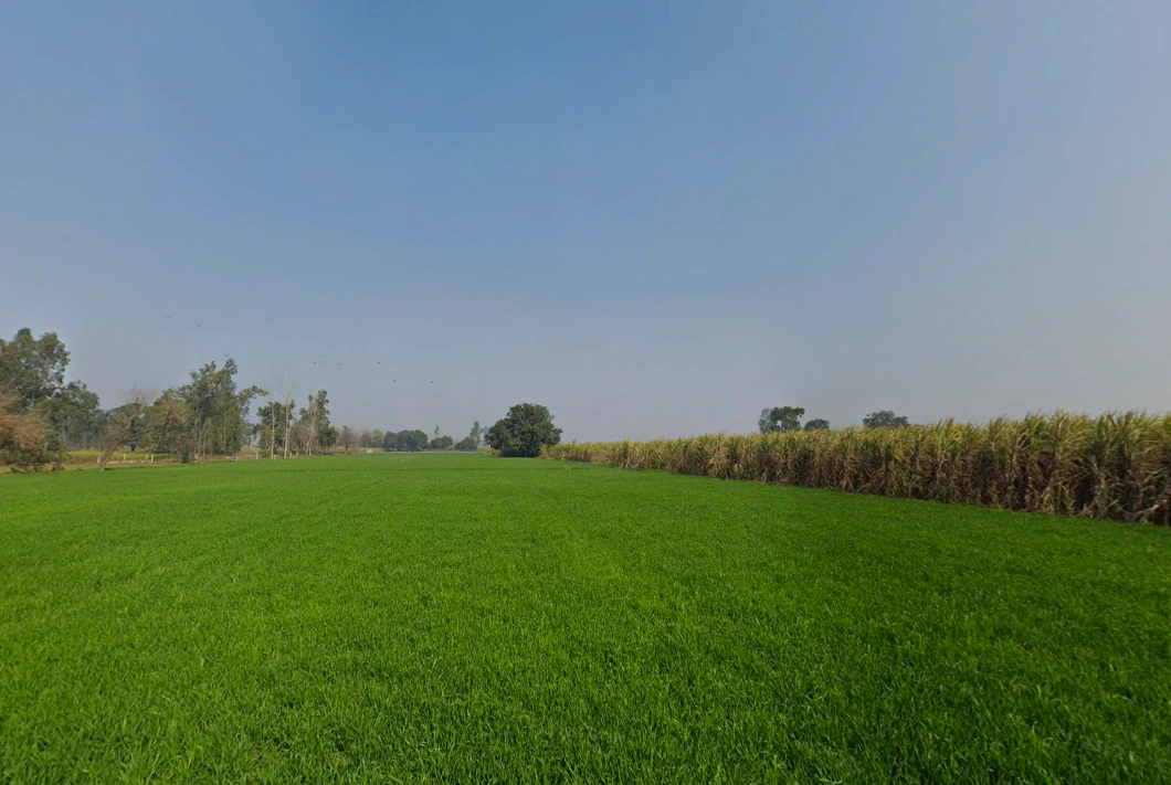 Baghonwali, Uttar Pradesh 251002, India