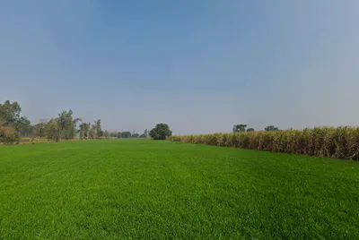 Baghonwali, Uttar Pradesh 251002, India preview 2