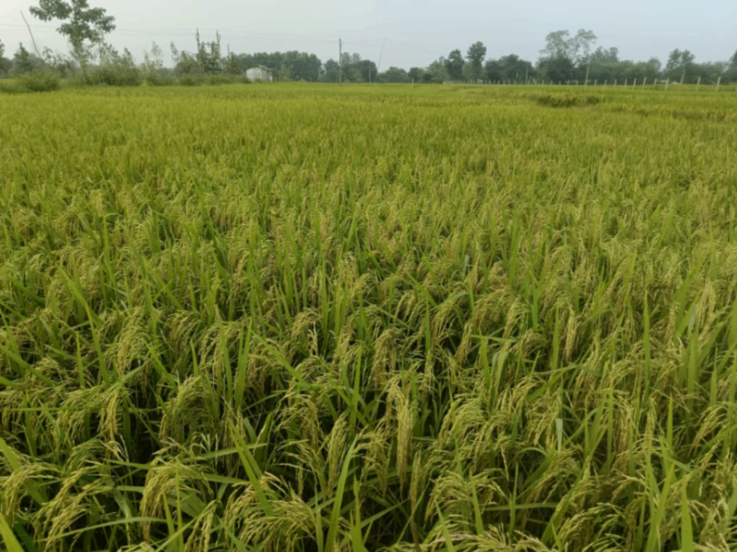 Dudhmaniya, Anuppur, Madhya Pradesh 484330, India - Photo 3