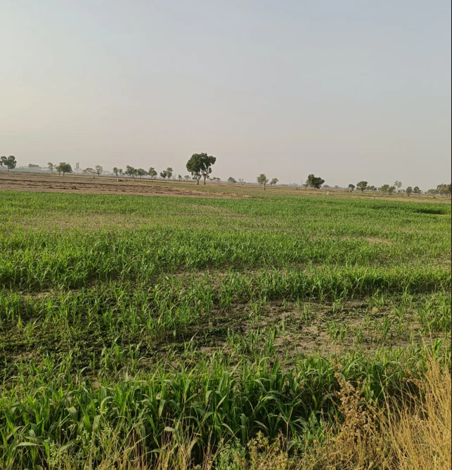 Loharka, Punjab 143101, India