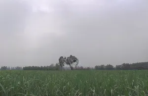 Chhapar, Uttar Pradesh 251307, India preview 3