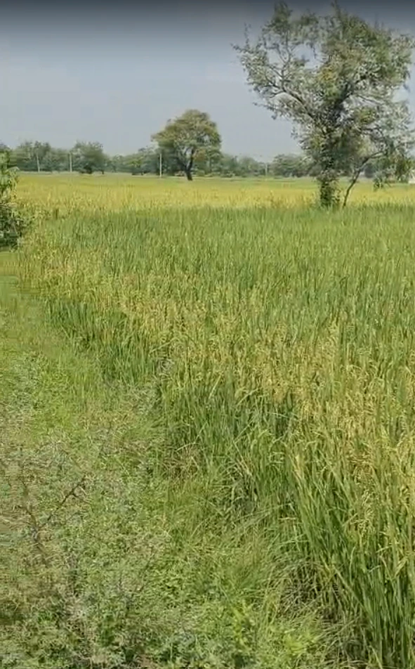 CG4V+7J Navli (Baldeopura), Alwar, India - Photo 2