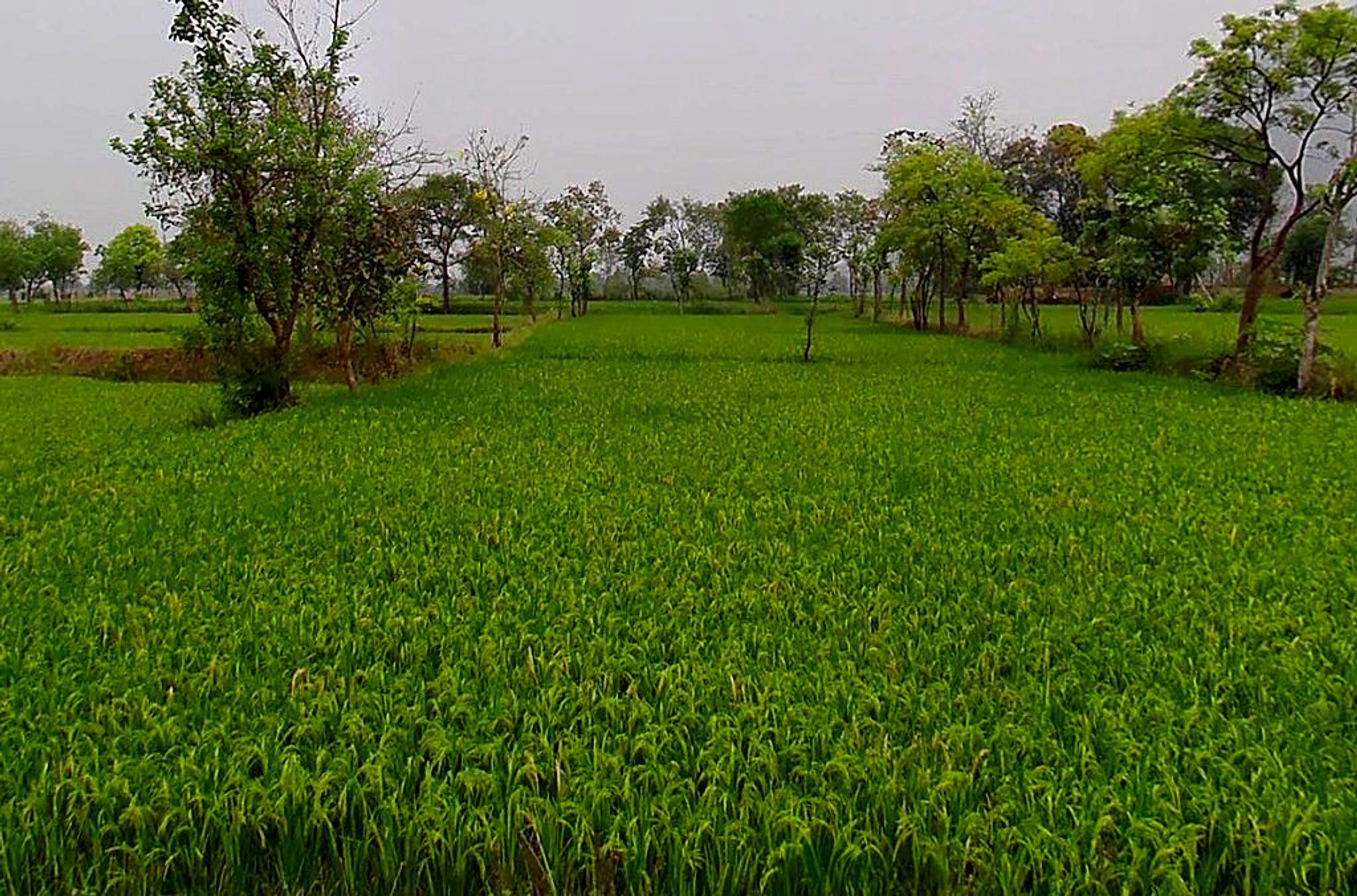 Girhola, Chhattisgarh 493661, India