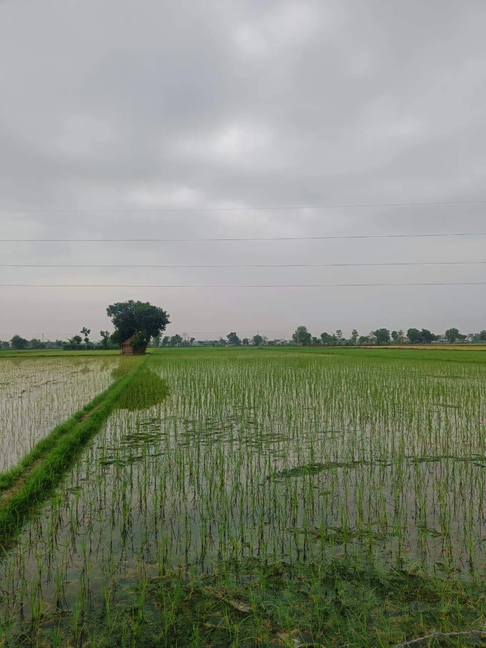 Bukharari, Mathura, Uttar Pradesh, India