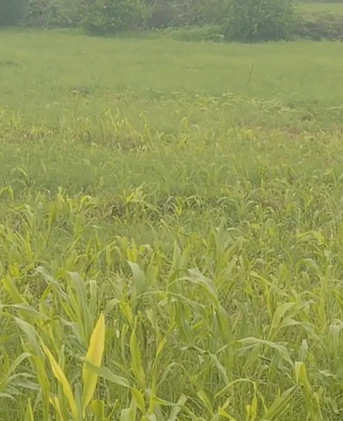 25H6+2M Varaval, Rajasthan, India preview 3