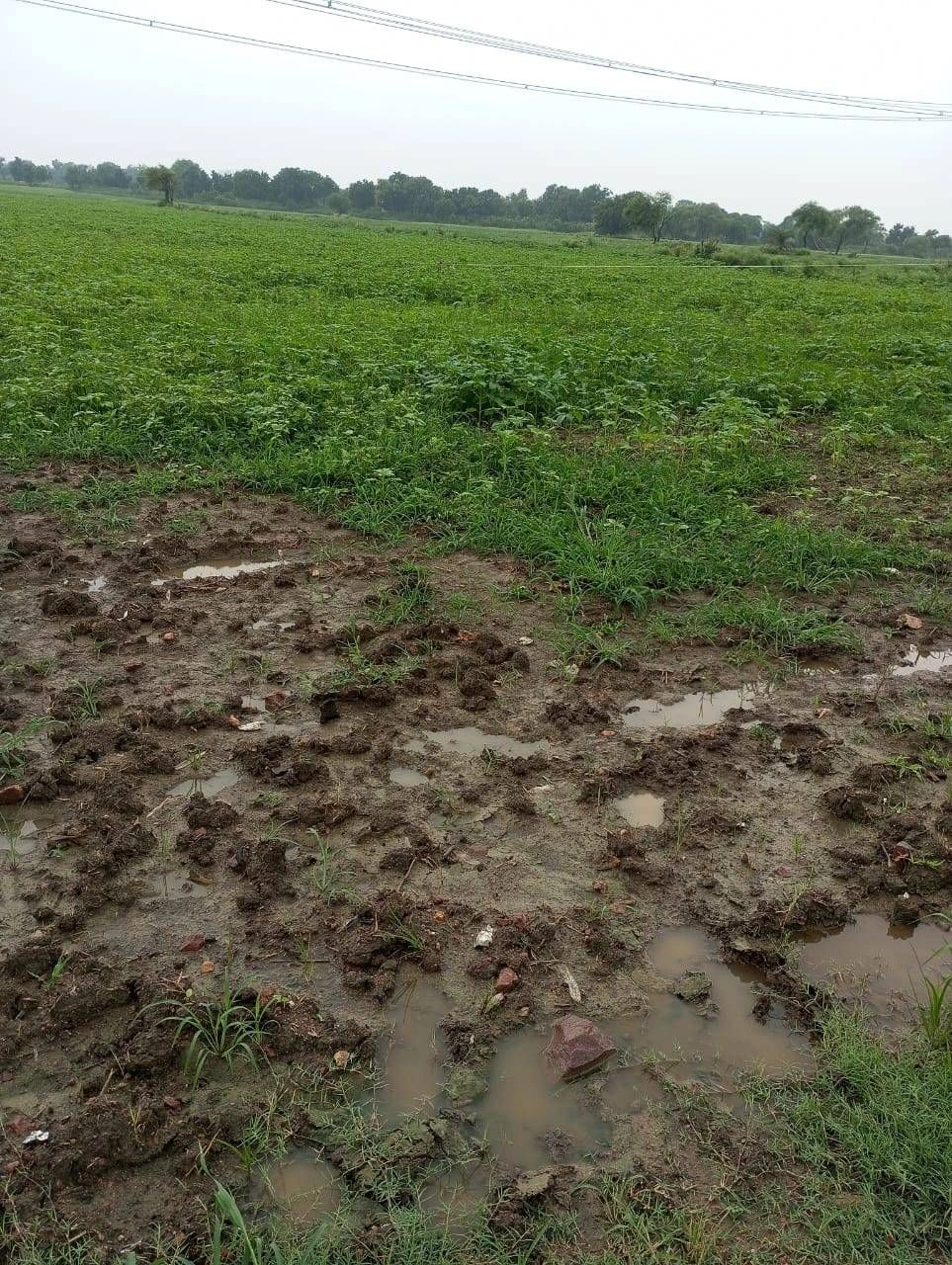 7, Dhamtari, Bhakhara, Chhattisgarh 493196, India