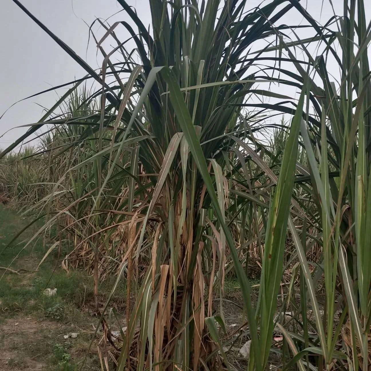 1289, Meerut, Nalanda Colony, Mawana, Uttar Pradesh 250401, India