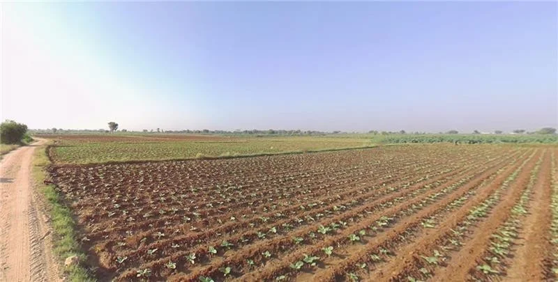 HFW8+6J Sukhpur, Gujarat, India preview 2