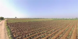 HFW8+6J Sukhpur, Gujarat, India preview 2