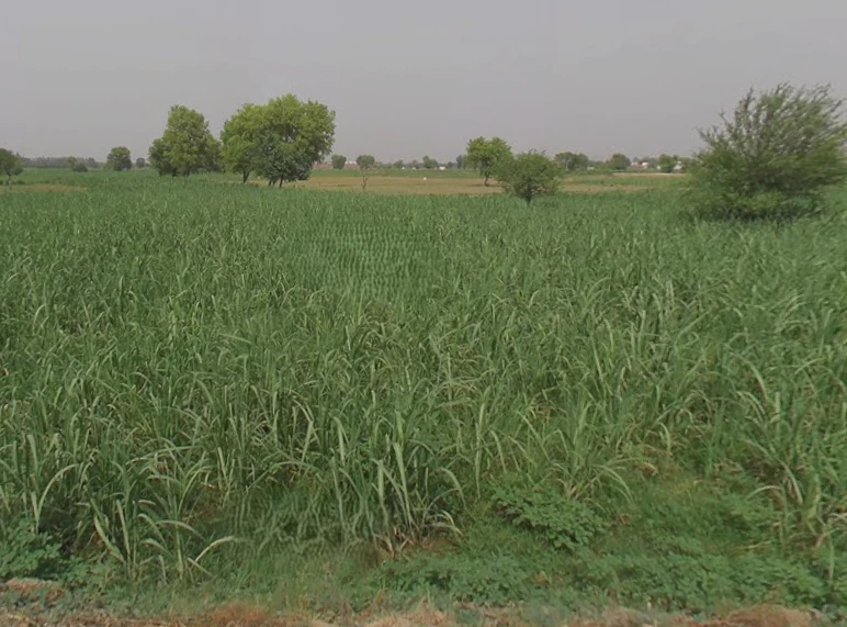 Pitowas, Uttar Pradesh 203408, India