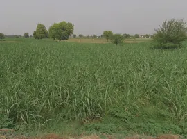 Pitowas, Uttar Pradesh 203408, India preview 3