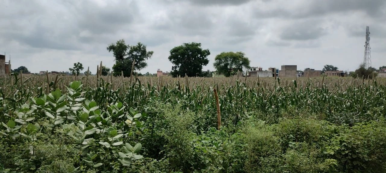 Untwal, Rajasthan 301028, India preview 2