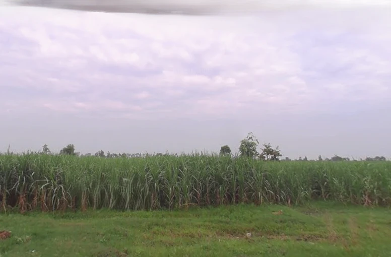 Hastinapur Rd, Gajrauli, Uttar Pradesh, India