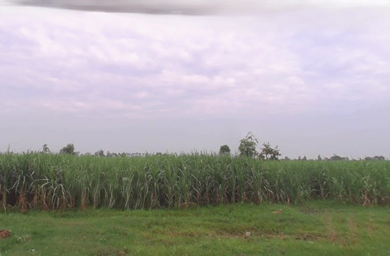 Hastinapur Rd, Gajrauli, Uttar Pradesh, India