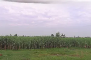 Hastinapur Rd, Gajrauli, Uttar Pradesh, India preview 2