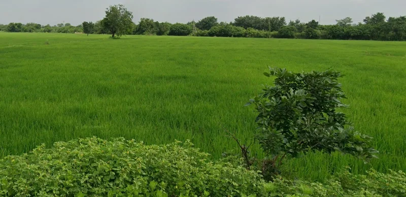 Berla, Chhattisgarh 491332, India preview 2