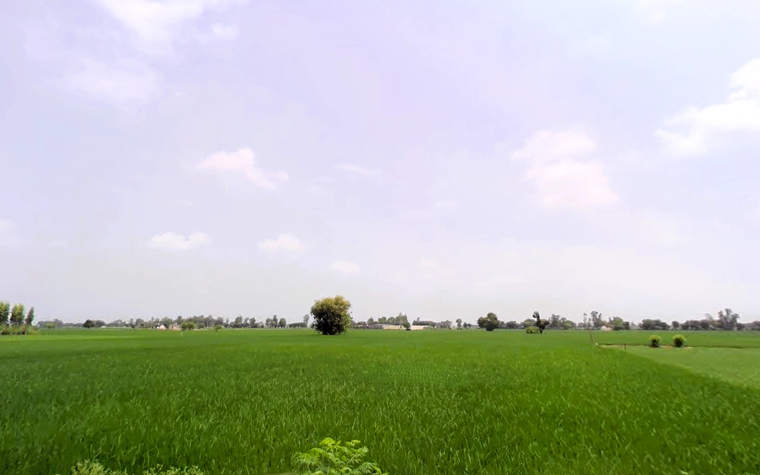 Rohera, Haryana 136044, India