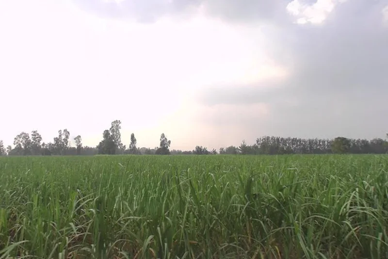 Khirwa Rd, Nangla Tashi, Meerut, Uttar Pradesh, India preview 3