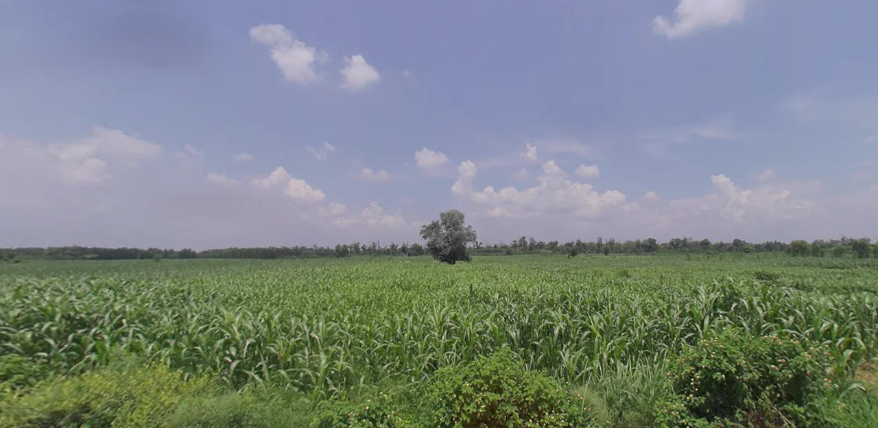 Chhutmalpur, Uttar Pradesh 247662, India preview 3