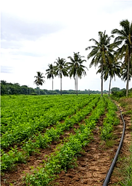 4G33+WW Thurakalapatnam, Andhra Pradesh, India preview 2