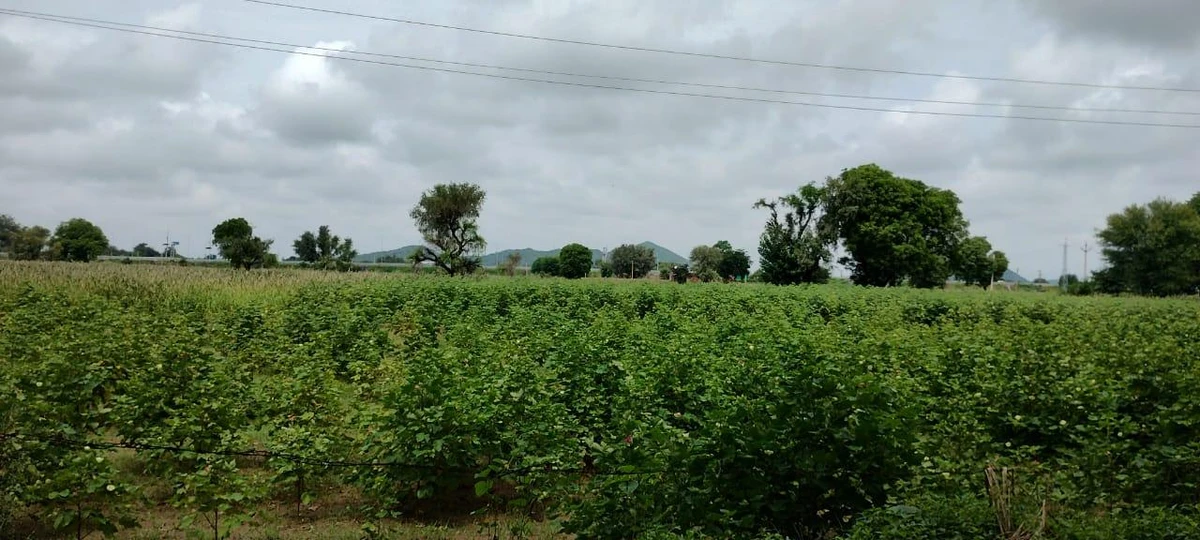 Bedha, Rajasthan 301021, India