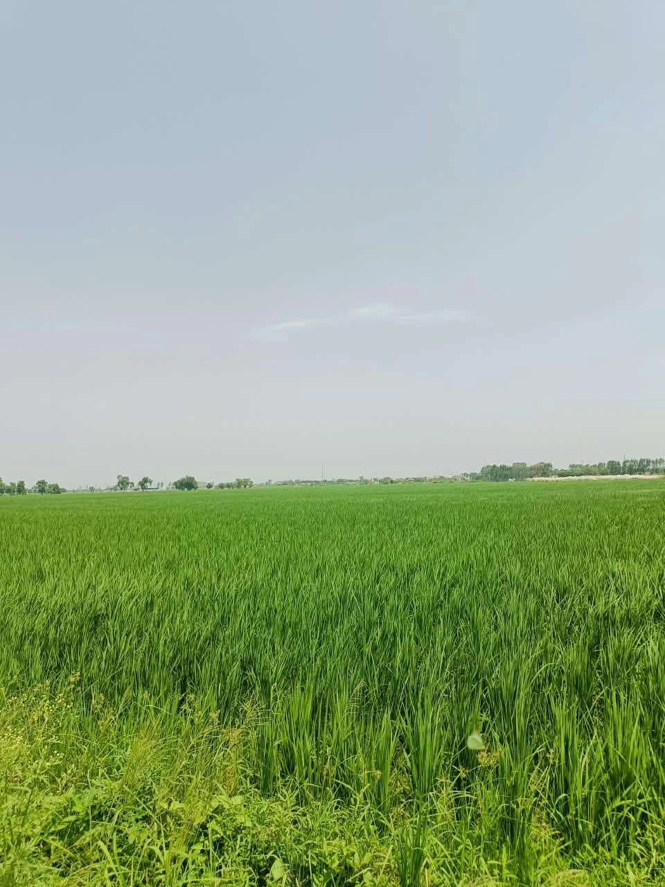Bajna, Mathura, Uttar Pradesh 281201, India