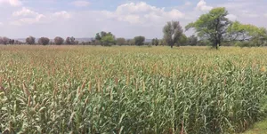 Arniya, Rajasthan, India preview 2