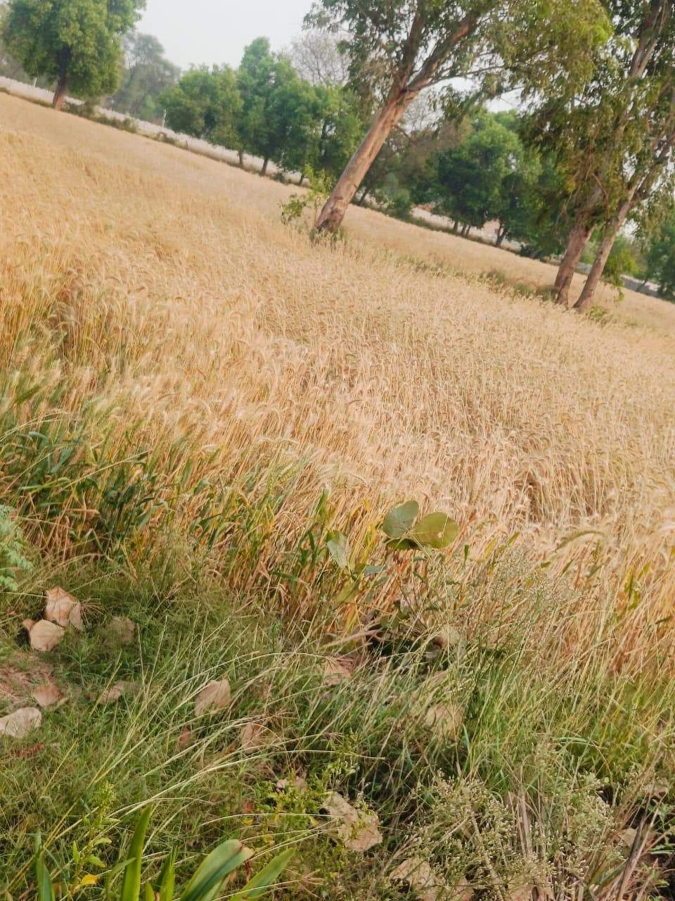 Gharwari, Rajasthan 321201, India