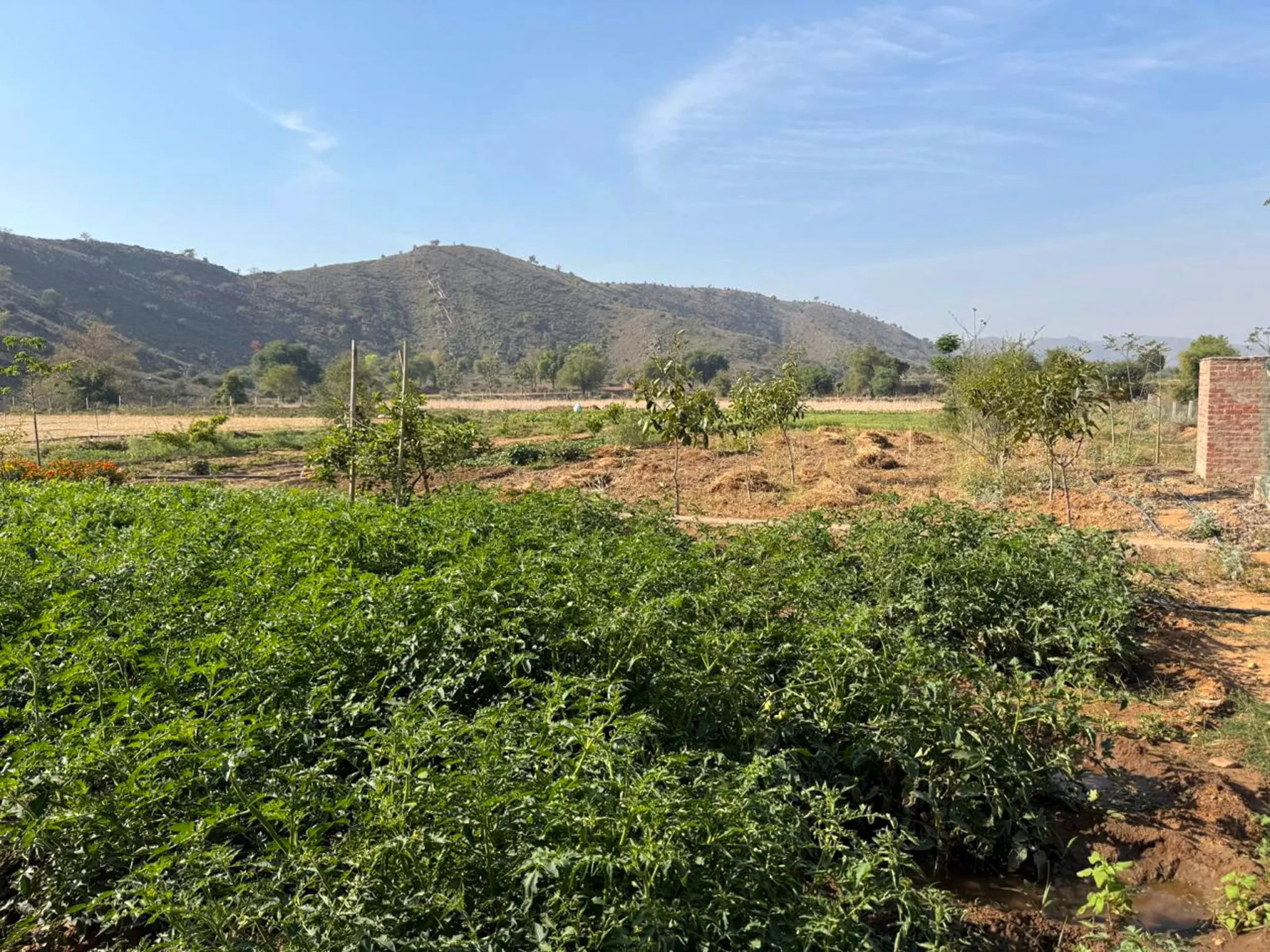 Pathroda, Rajasthan, India