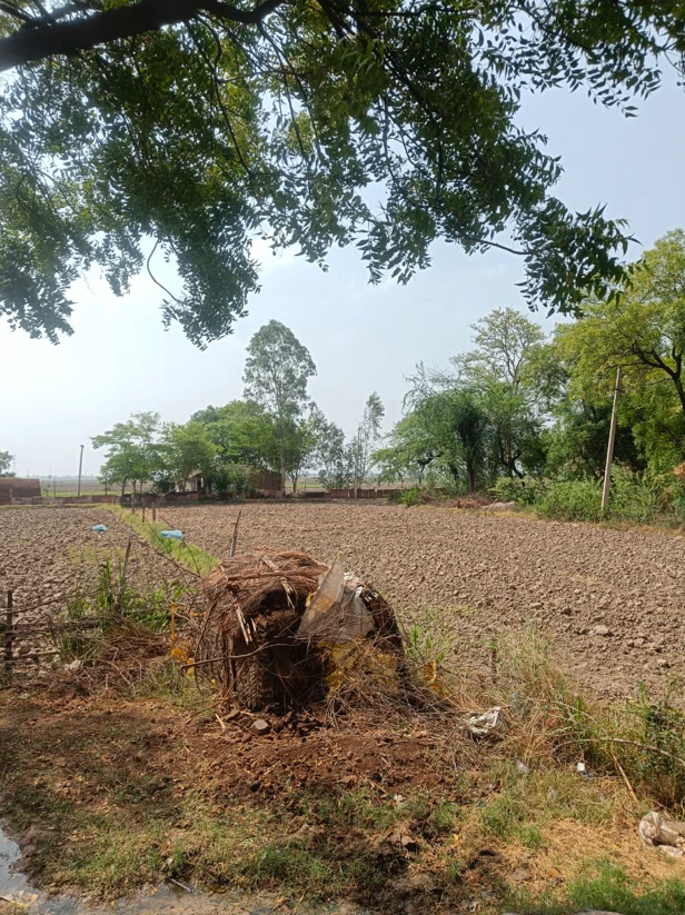 Balachaur, Punjab 144521, India