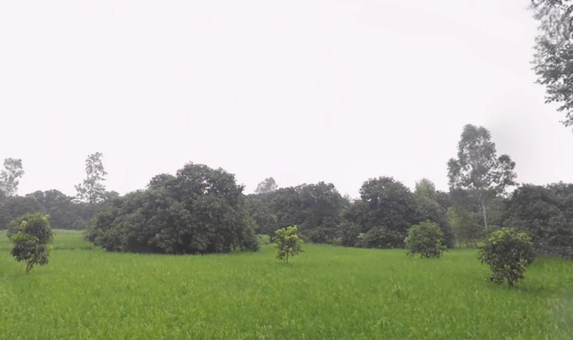 Rampur Maniharan Dehat, Uttar Pradesh 247451, India