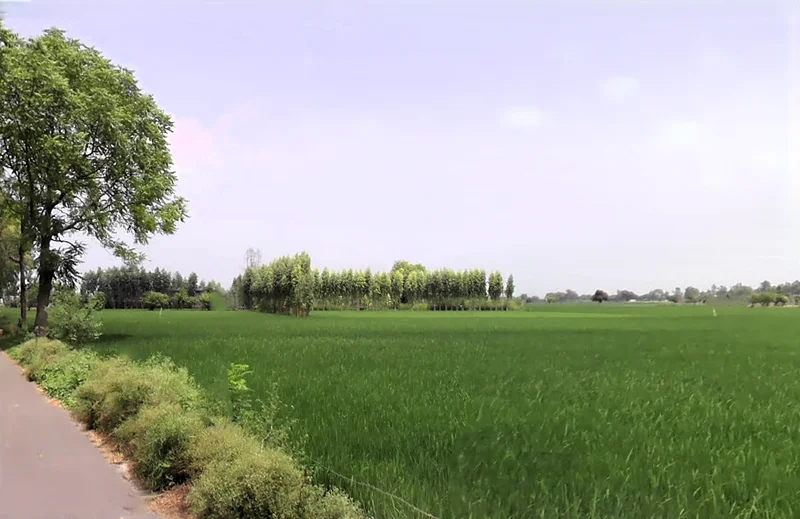 Rohera, Haryana 136044, India preview 3