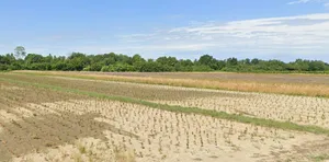 Borkheda Pitramal, Madhya Pradesh 456335, India preview 2