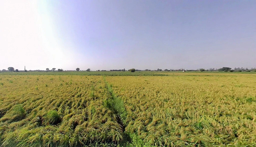 Tappal, Uttar Pradesh 202165, India