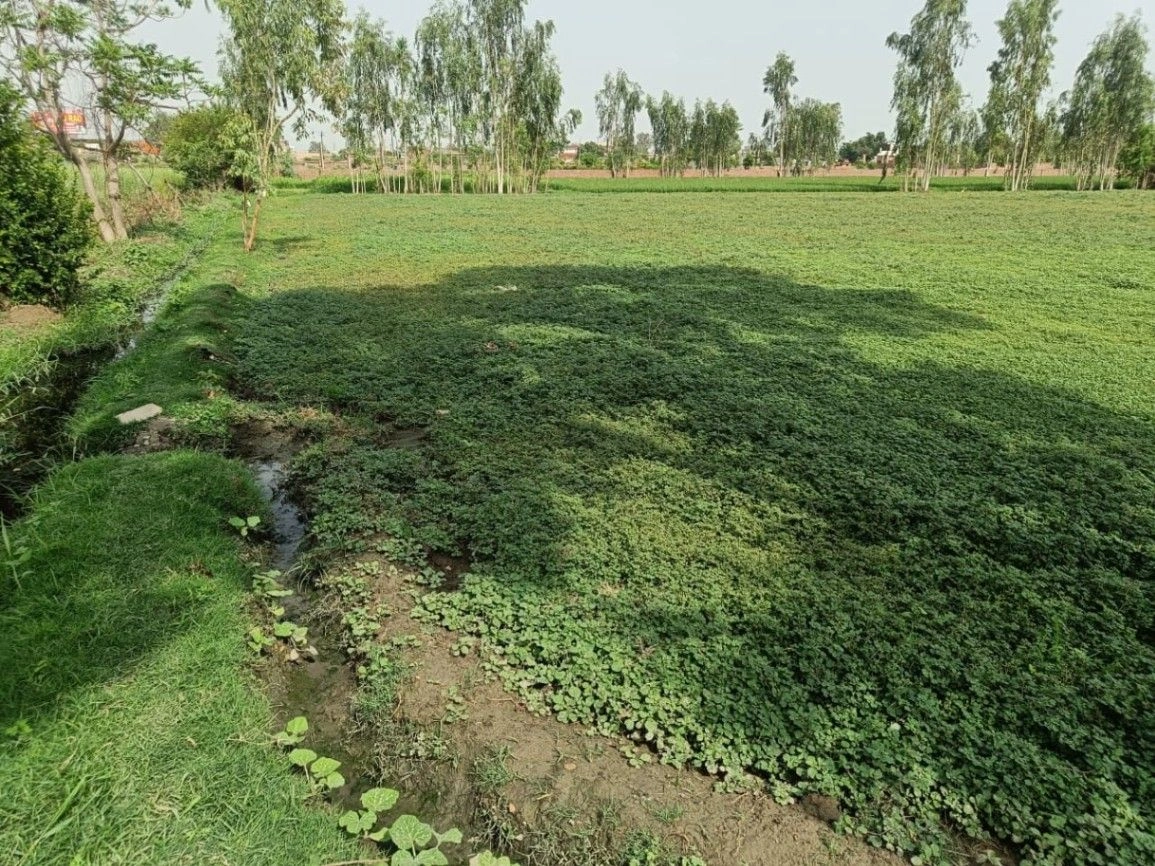 Selakui, Dehradun, Uttarakhand, India