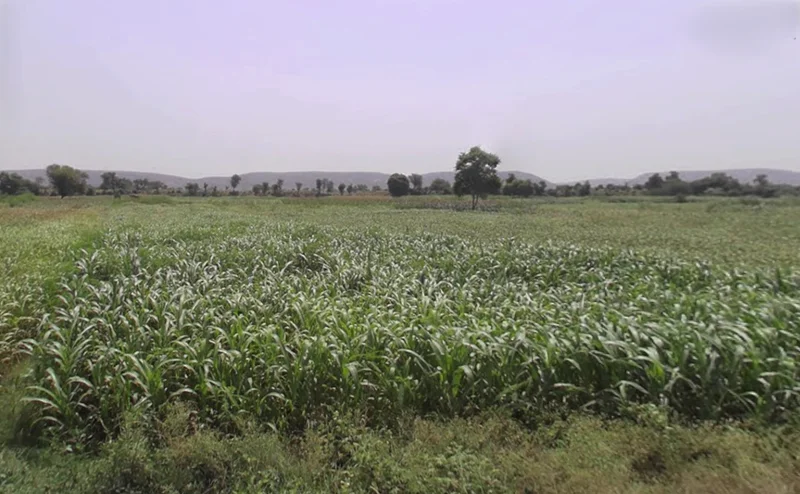 Firozpur Jhirka, Haryana 122104, India preview 3