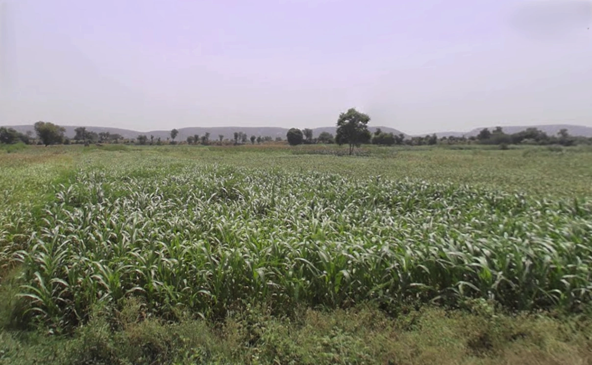 Firozpur Jhirka, Haryana 122104, India