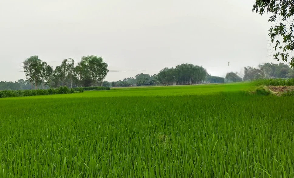 Khurja, Bulandshahr, Uttar Pradesh 203131, India
