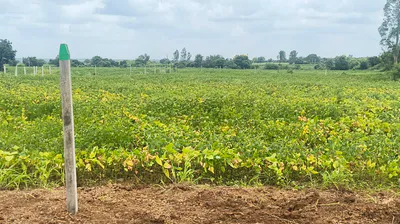 QP67+JGM, Sangareddy, Jharasangam, Telangana 502246, India preview 3