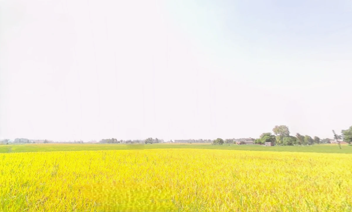 Kanech, Punjab 141120, India