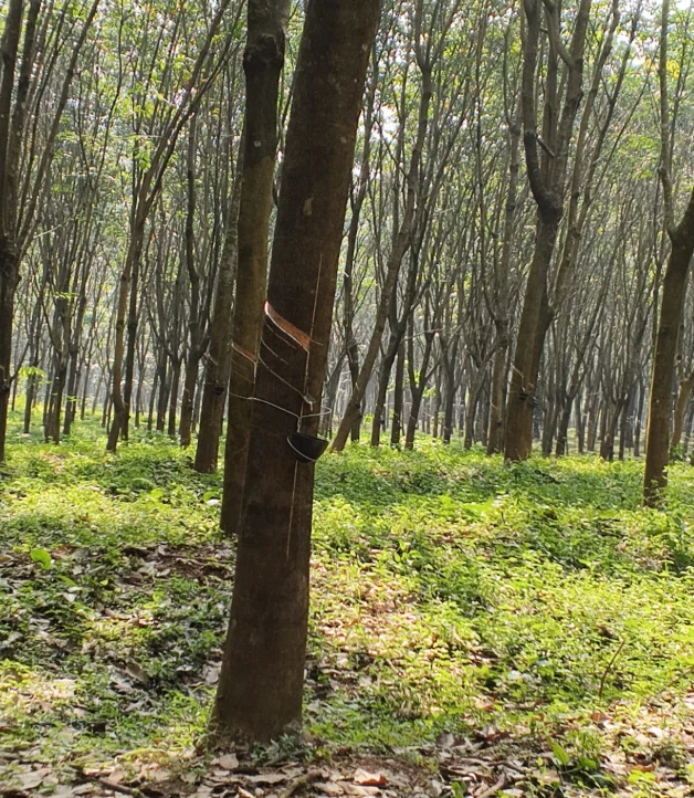 VGWQ+XMV, Kalladikode, Karimba South, Kerala 678596, India preview 2