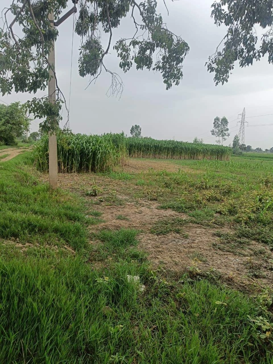 Bukharari, Mathura, Uttar Pradesh, India