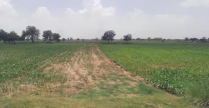 Hatpipliya, Madhya Pradesh 455223, India preview 3