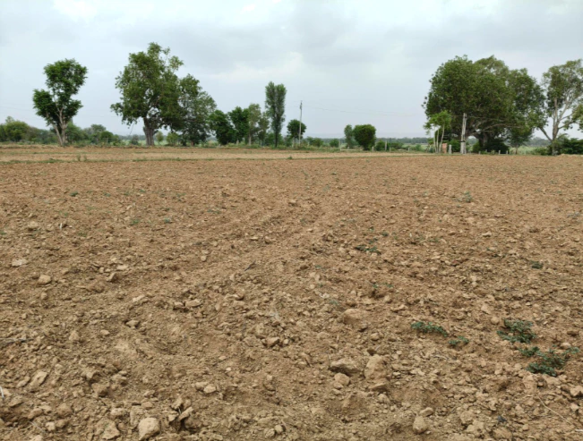 VF84+MJR, Boraj, Rajasthan 303338, India