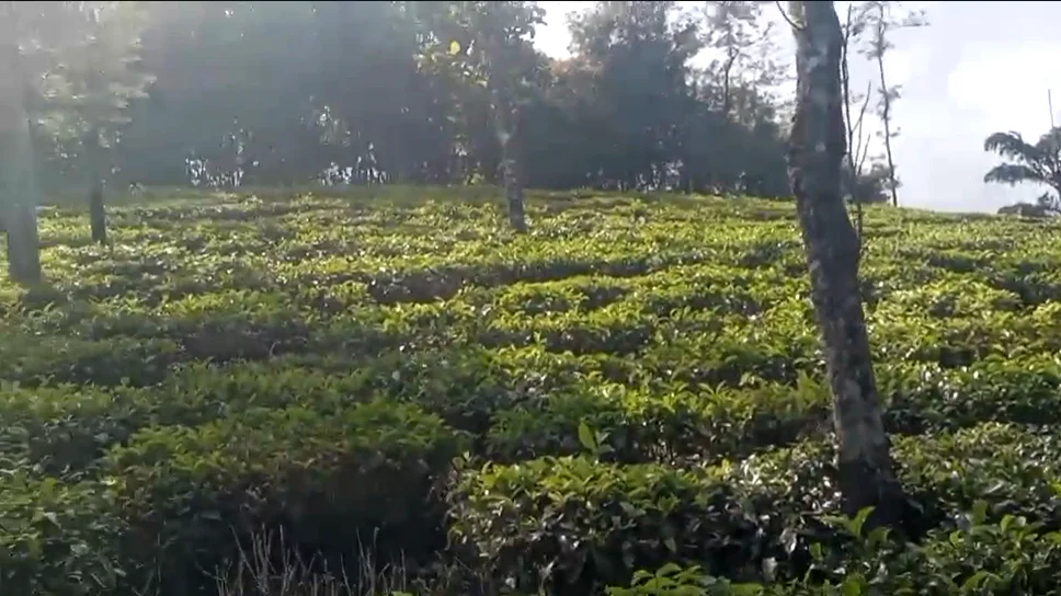 Pattayam Kavala, Kerala, India preview 3