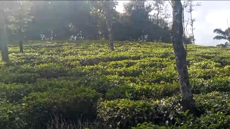 Pattayam Kavala, Kerala, India